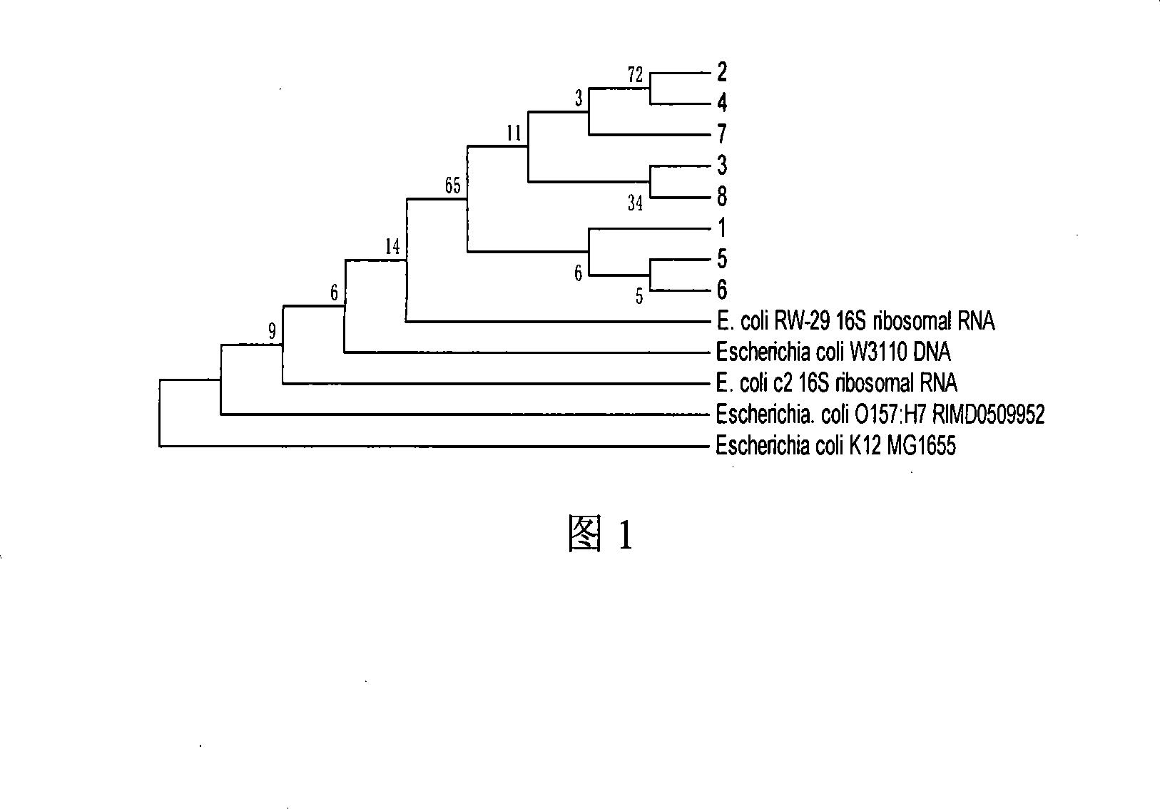 Escherichia coli biochemistry identification method