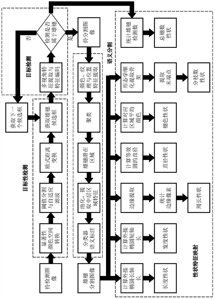 An automatic detection method for maize tassel traits