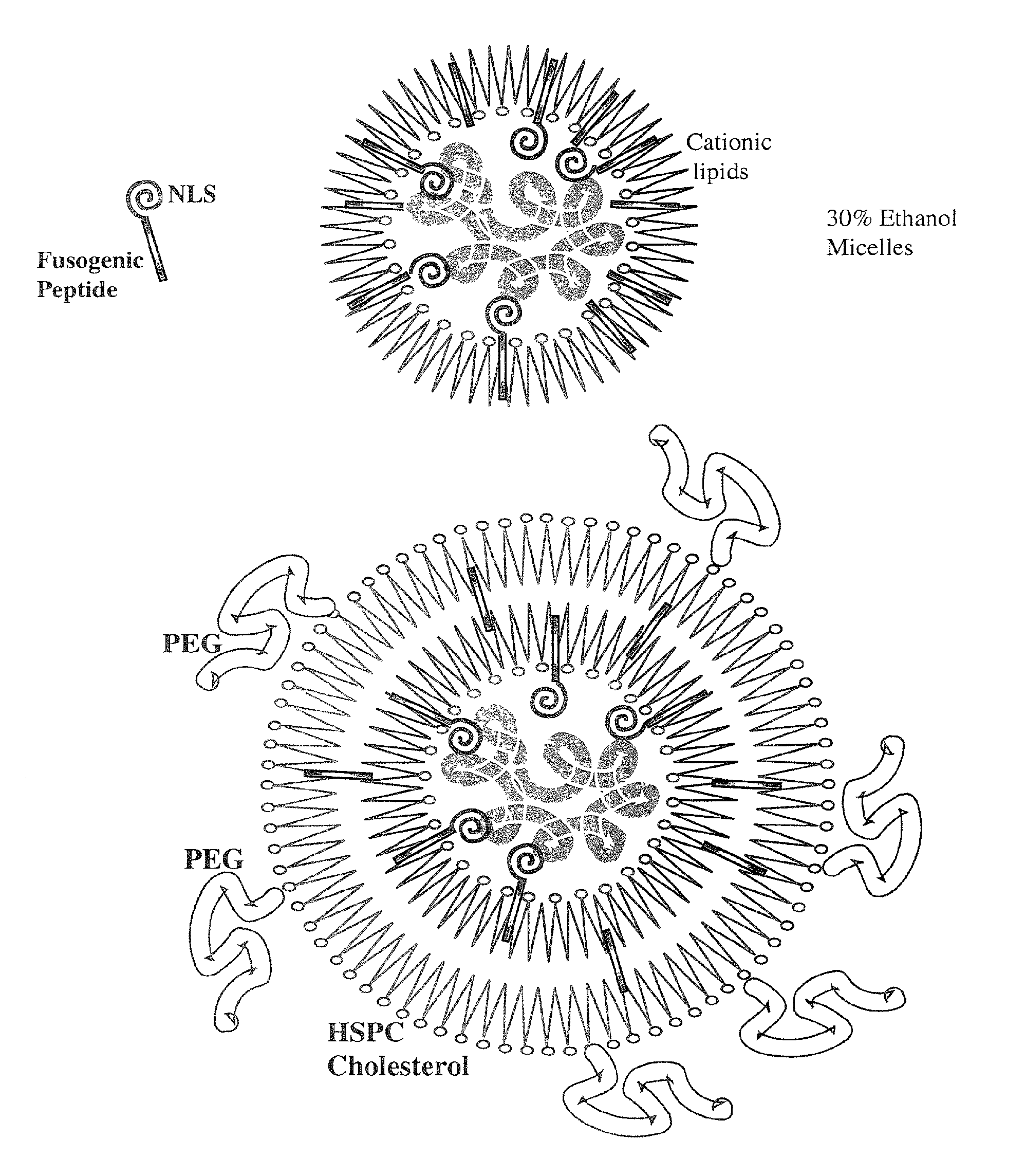 Encapsulation of Plasmid DNA (Lipogenes) and Therapeutic Agents with Nuclear Localization Signal/Fusogenic Peptide Conjugates into Targeted Liposome Complexes