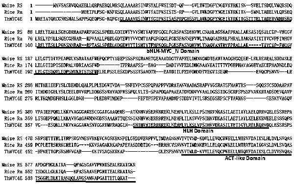 A novel wheat gene thmyc4e regulating anthocyanin synthesis and metabolism