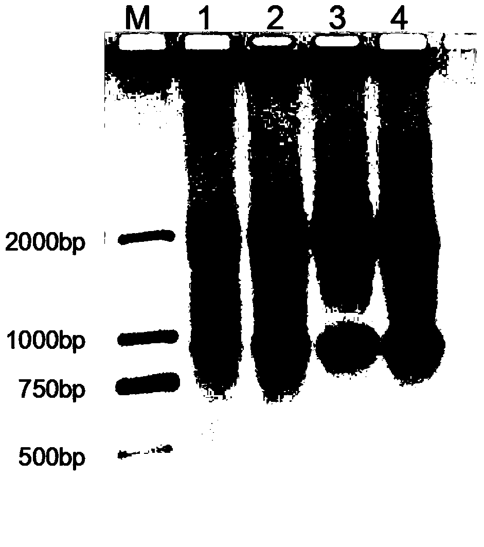 Method for complete cryopreservation and thawing of intracellular RNC (ribosome nascent-chain complex)