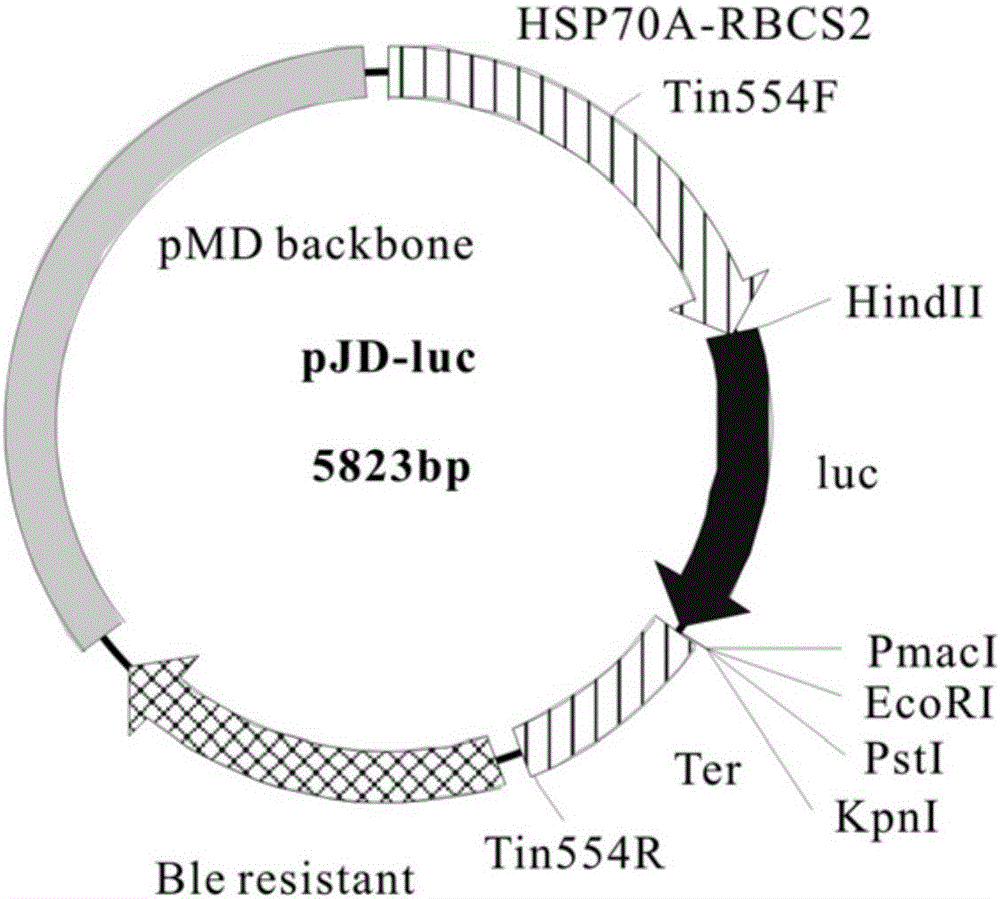 Recombinant expression vector of Chlamydomonas reinhardtii Dof (DNA binding with one finger) gene as well as construction method and application of recombinant expression vector