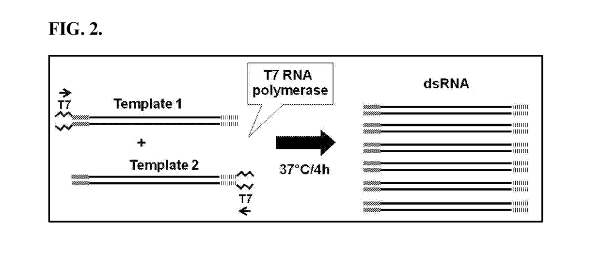 Gawky (GW) nucleic acid molecules to control insect pests