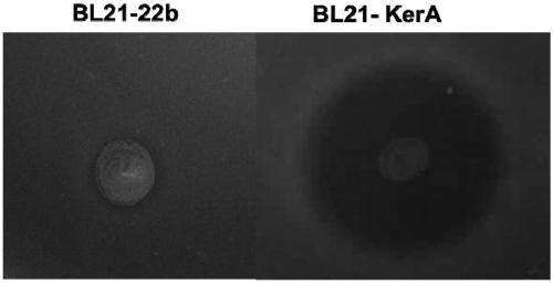 Application of keratinase gene of radiation-resistant gobi dysplasia coccus