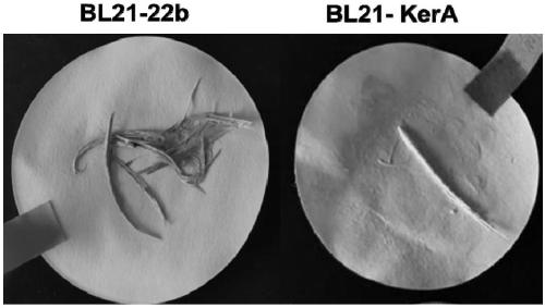 Application of keratinase gene of radiation-resistant gobi dysplasia coccus