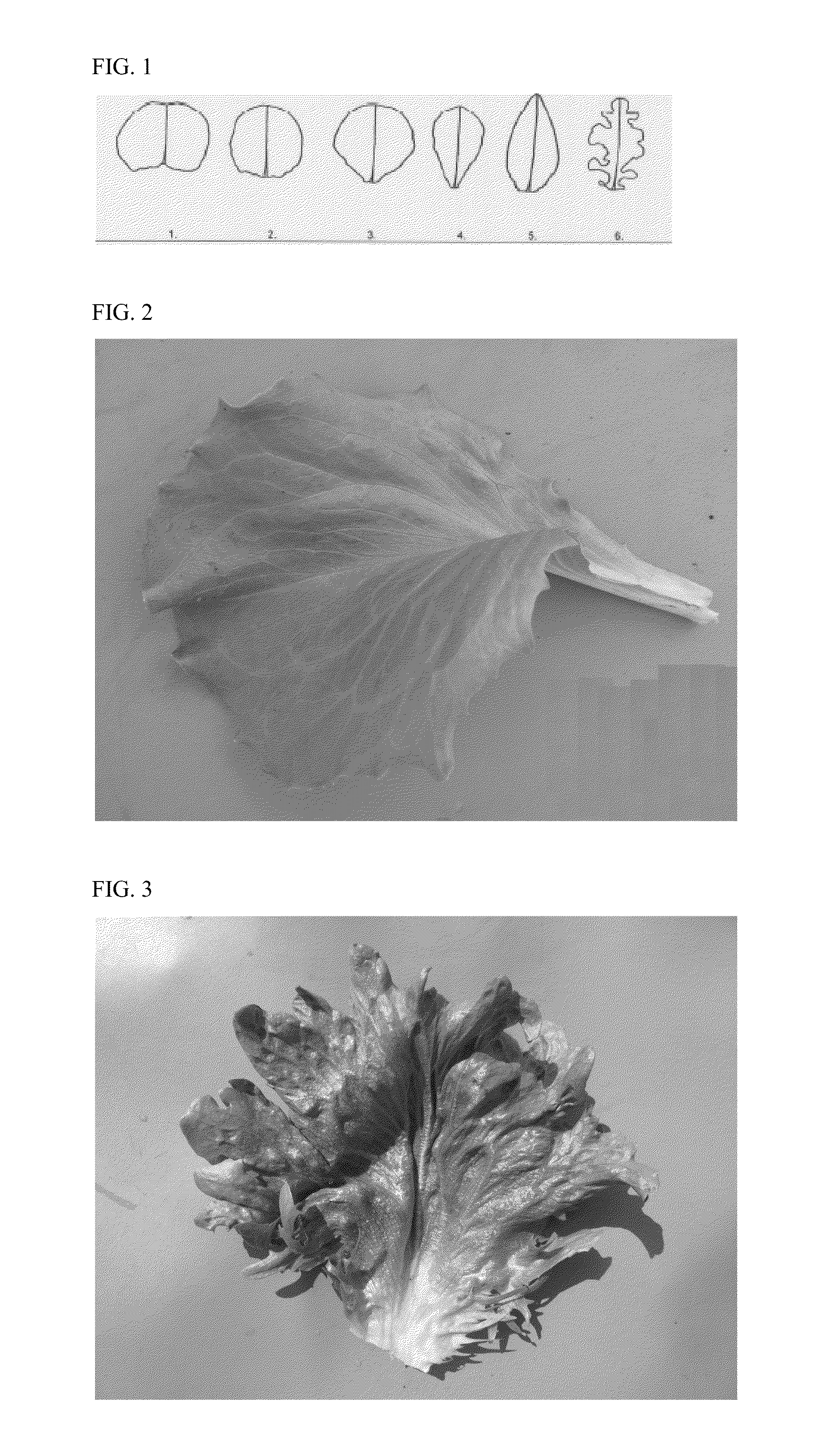 Lettuce variety 45-171 RZ