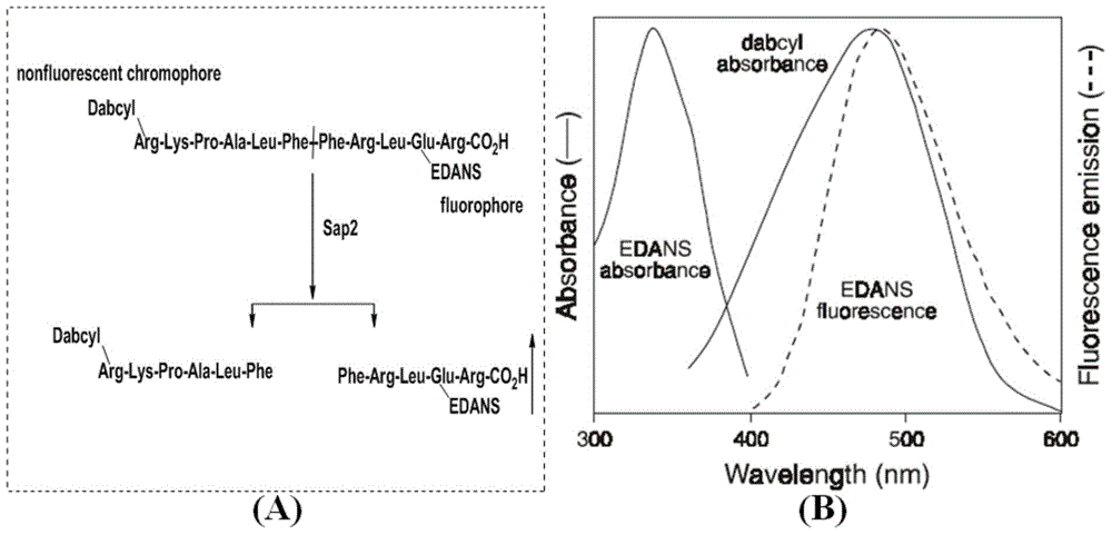 Substituted thiazole ketones secretory aspartic protease inhibitor and preparation thereof