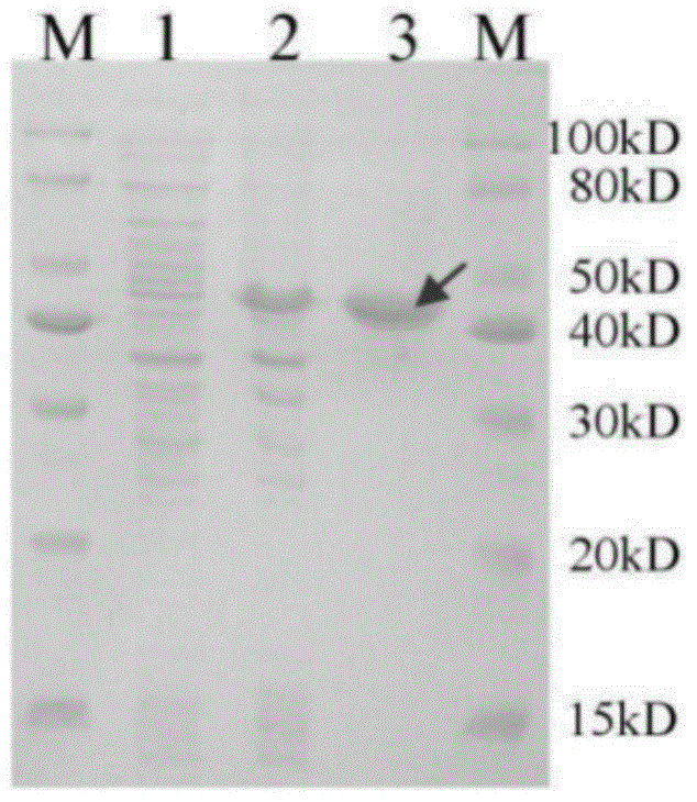 Substituted thiazole ketones secretory aspartic protease inhibitor and preparation thereof