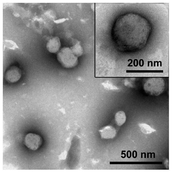 Bispecific nanomicelles based on folic acid targeting and Cherenkov radiation response and their preparation methods and applications