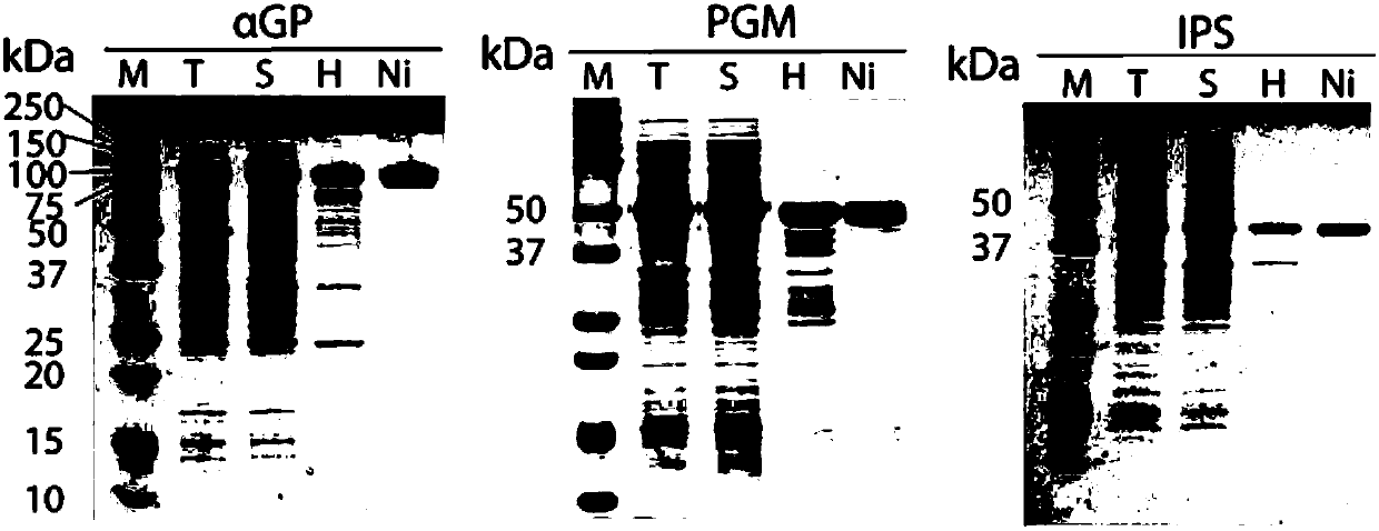 Method for preparing inositol-1-phosphate