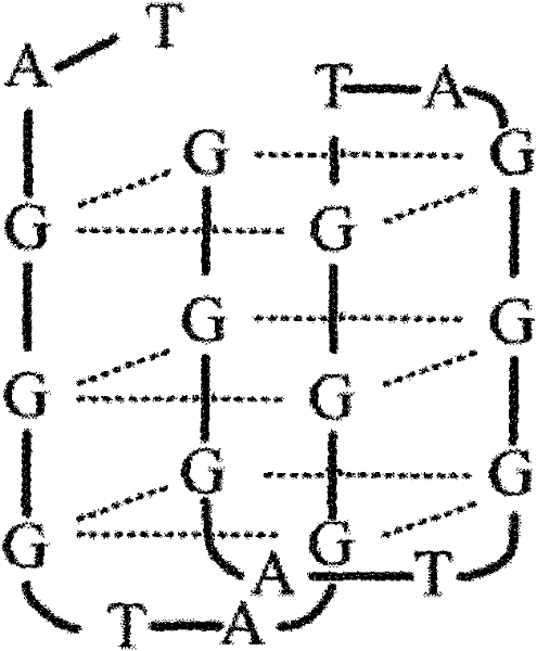 Immune regulatory oligodeoxynucleotide for inhibiting differentiation of Th1 and Th17 and application thereof