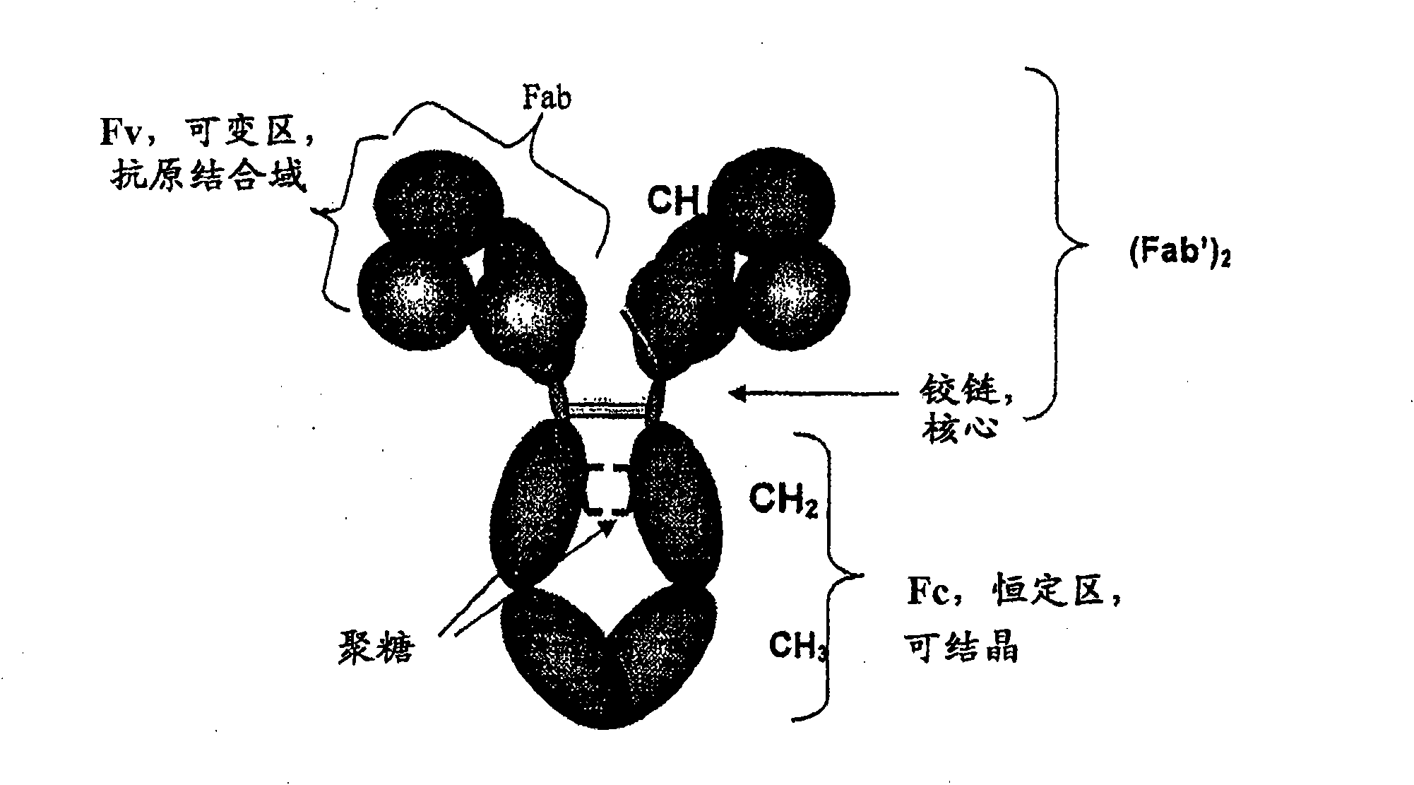 Proteolysis resistant antibody preparations