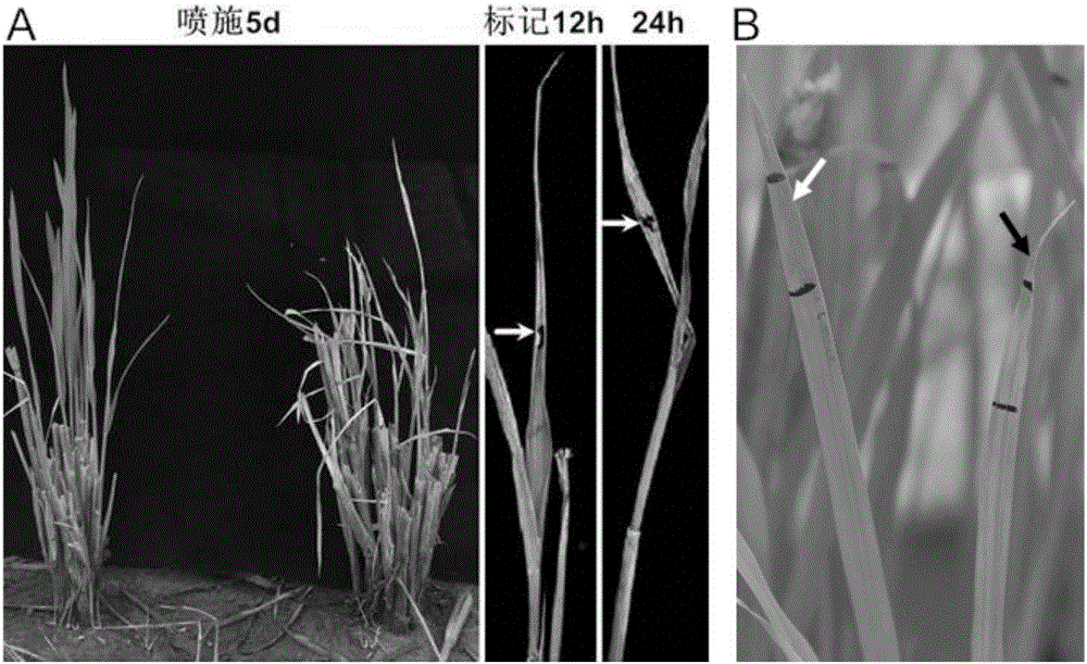 A rice cyp81a6 gene mutant cyp81a6-m1 and its application