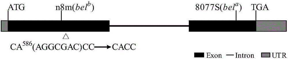 A rice cyp81a6 gene mutant cyp81a6-m1 and its application