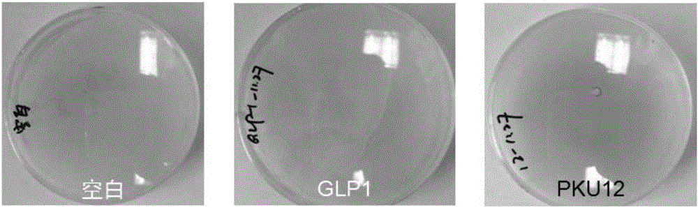 Transdermal peptide and application thereof