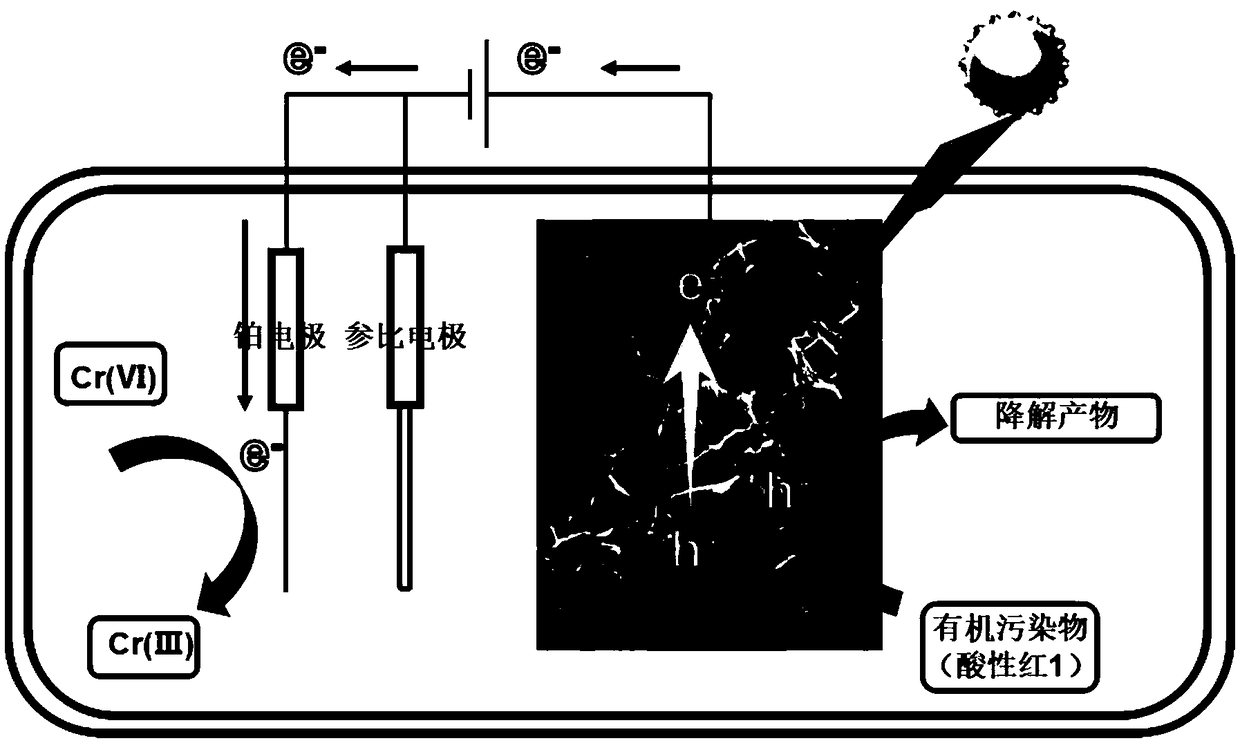 Foam nickel composite material and preparation method thereof, and application of foam nickel to photoelectrocatalytic removal of pollutants in water body