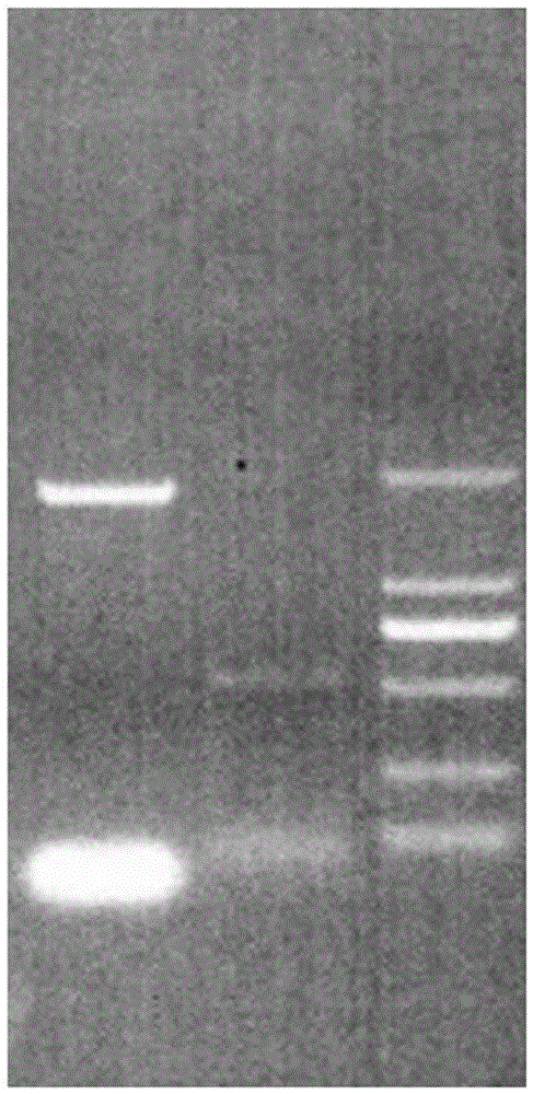 Recombinant baculovirus for expressing dog serum albumin fused interferon gamma and application of recombinant baculovirus