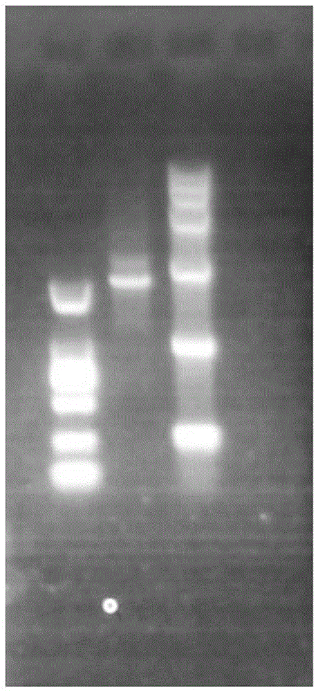 Recombinant baculovirus for expressing dog serum albumin fused interferon gamma and application of recombinant baculovirus