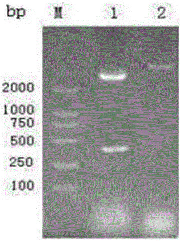 Preparation method and application of bivalent DNA (Deoxyribose Nucleic Acid) vaccine for preventing prawn white spot syndrome virus