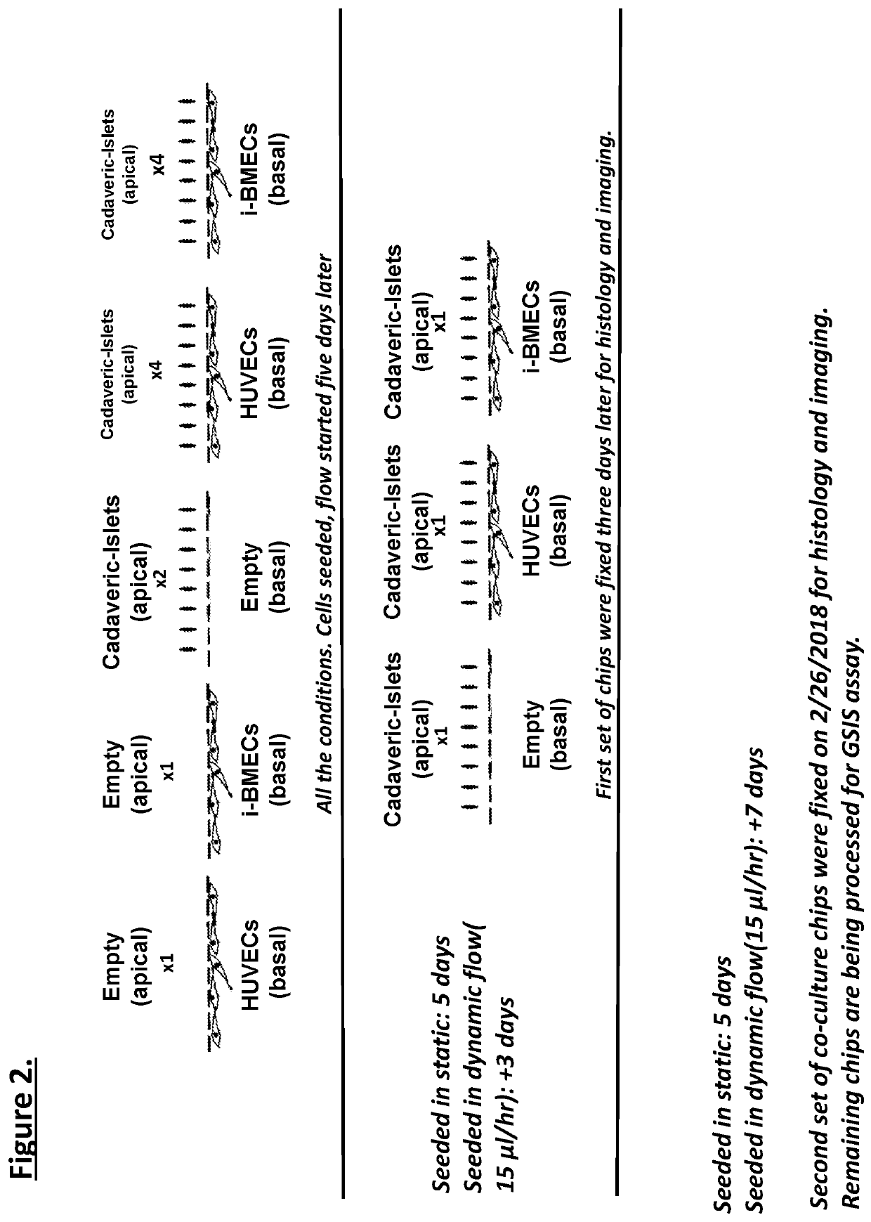 Methods of use of islet cells