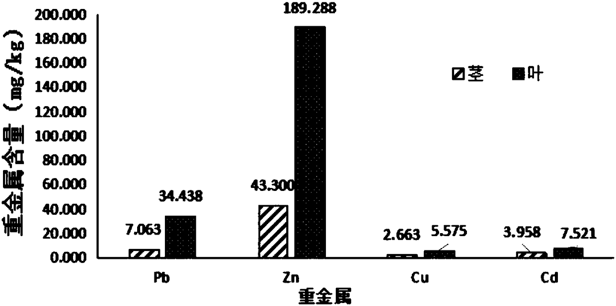 Method for repairing heavy metal contaminated soil by using Stevia Rebaudiana Bertoni Rebaudiana Bertoni