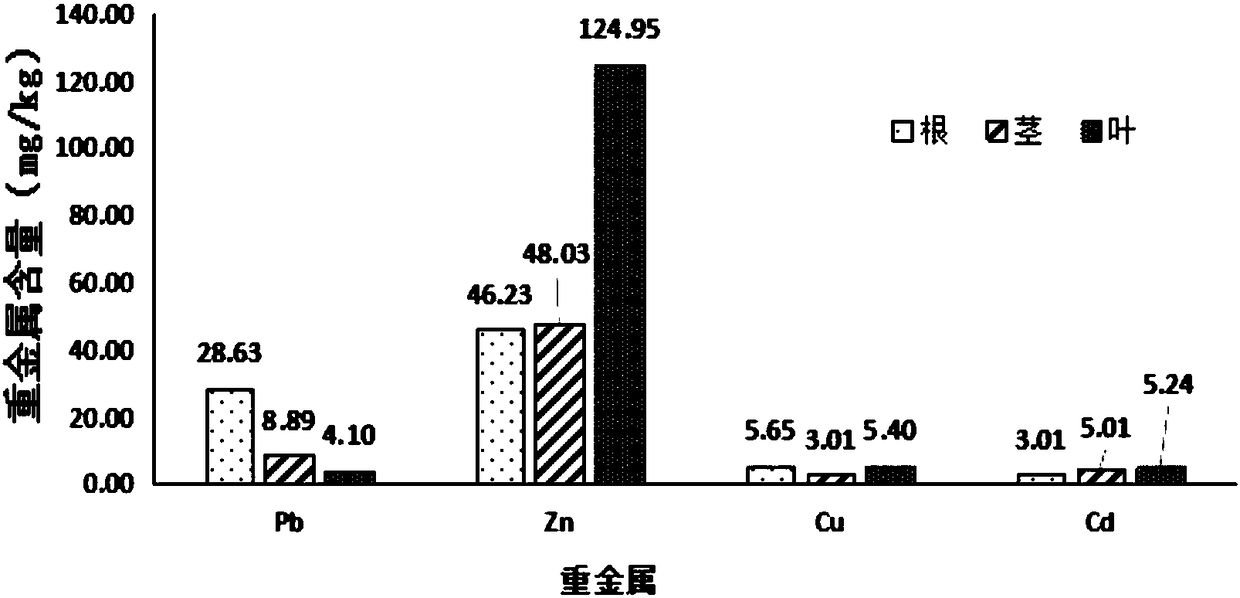 Method for repairing heavy metal contaminated soil by using Stevia Rebaudiana Bertoni Rebaudiana Bertoni