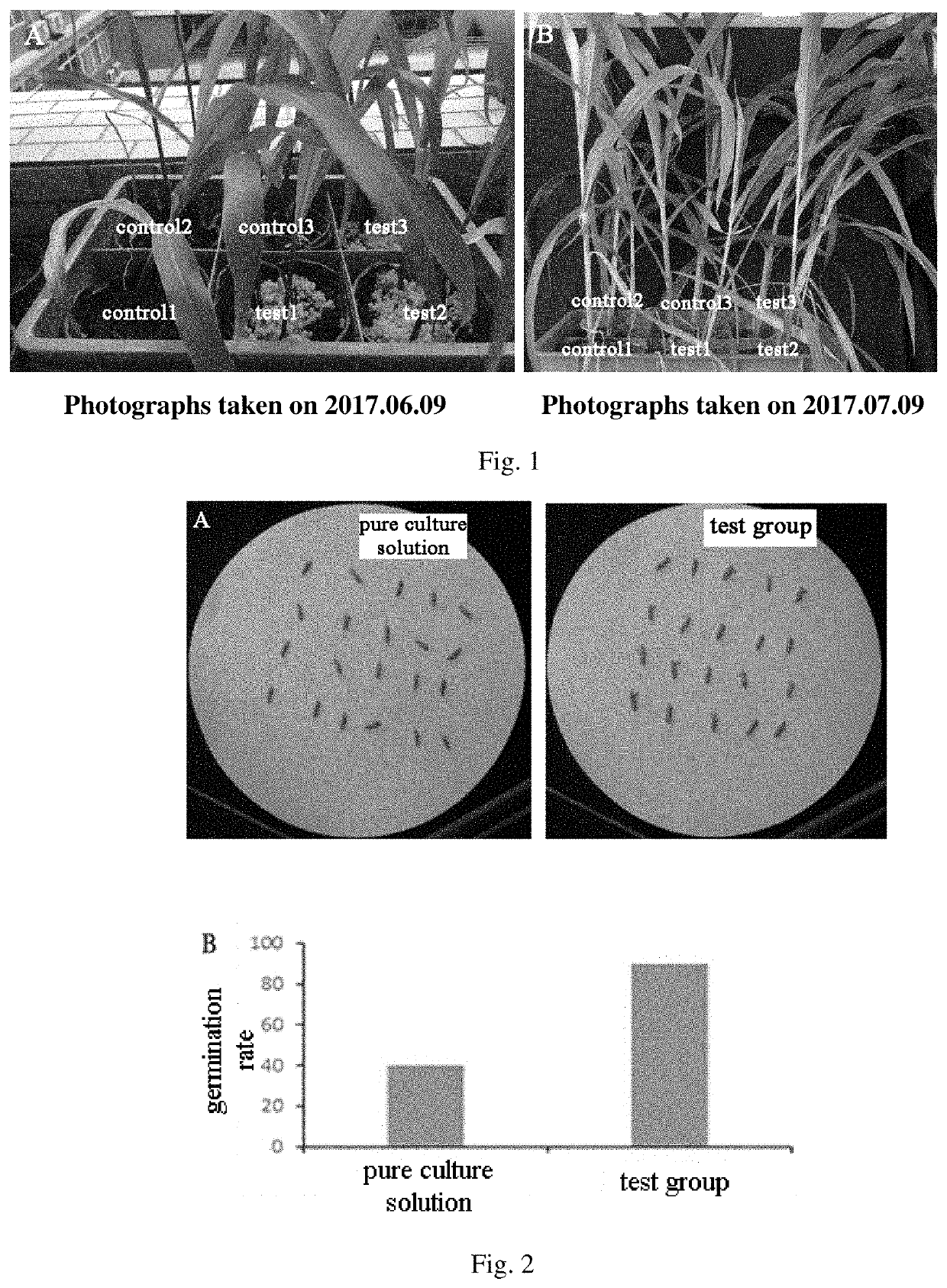 Use of penicillium sclerotiorum in preparation of plant growth regulator or inducer