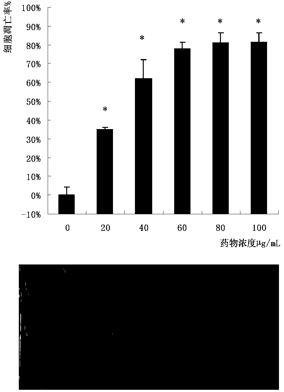 Pholiota adiposa protein extract and anti-tumor application thereof