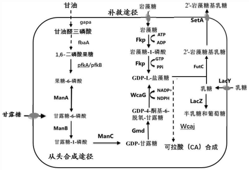 Recombinant escherichia coli for synthesizing 2 '-fucosyllactose by using mannose and application of recombinant escherichia coli