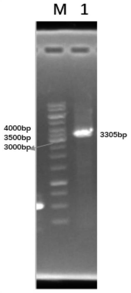 Recombinant escherichia coli for synthesizing 2 '-fucosyllactose by using mannose and application of recombinant escherichia coli