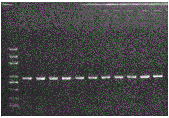 ALS mutant gene and application of protein thereof to herbicide resistance