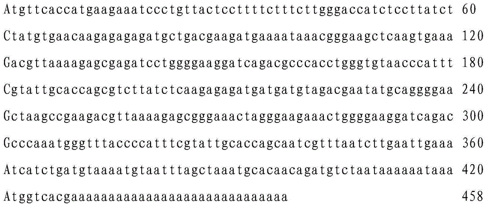 Bullfrog slow-excitation peptide, coded nucleic acid thereof and application