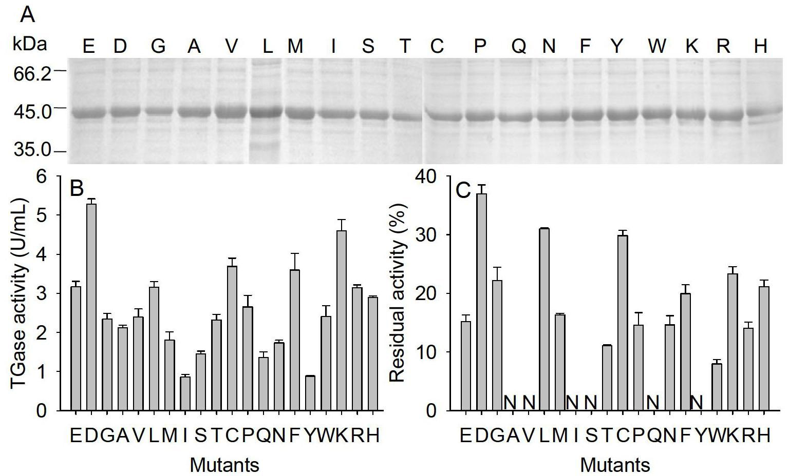 Glutamine transaminase with improved enzymatic activity and thermal stability