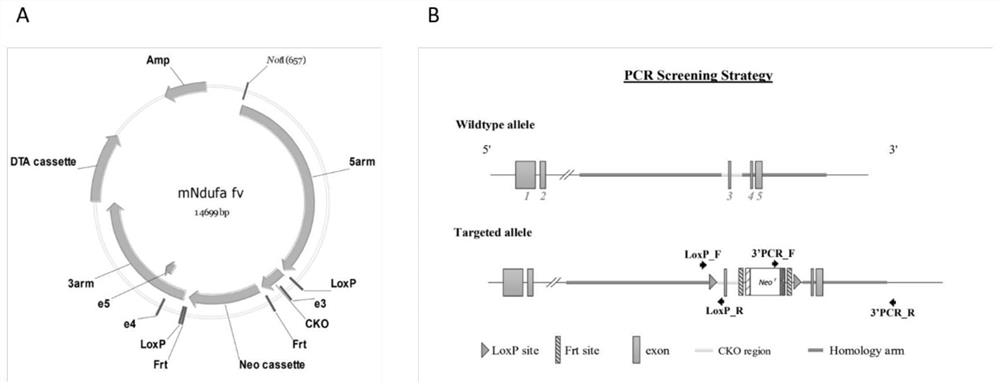 Simulation method of chronic atrophic gastritis lesion and mouse modeling identification method