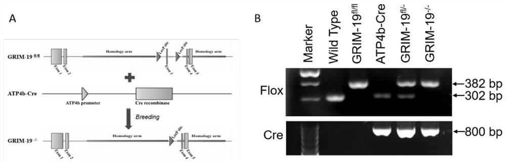 Simulation method of chronic atrophic gastritis lesion and mouse modeling identification method