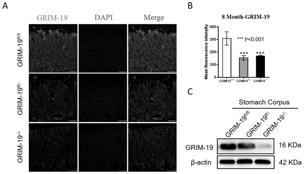 Simulation method of chronic atrophic gastritis lesion and mouse modeling identification method