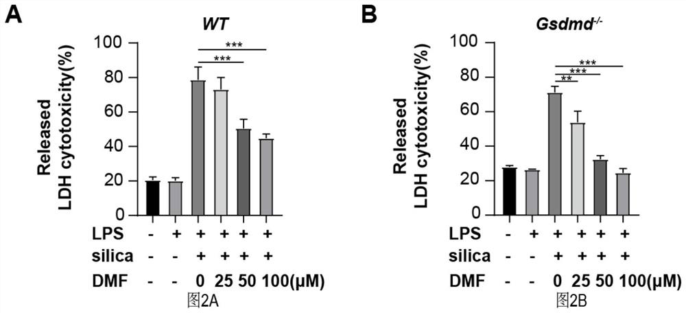 Application of dimethyl fumarate (DMF) in preparation of medicine for inhibiting pyroptosis of macrophages induced by silicon dioxide crystals and medicine for treating silicosis