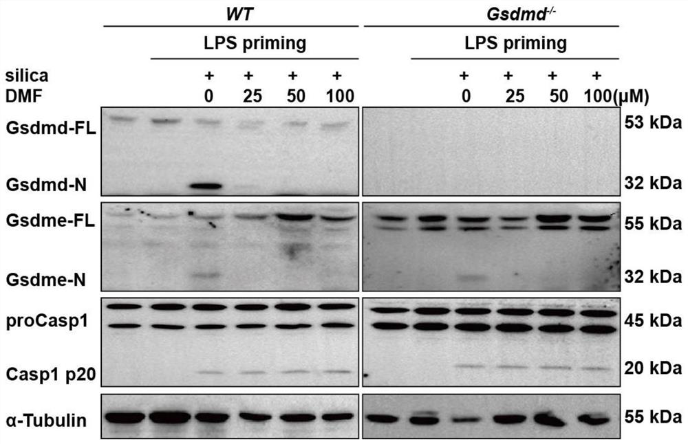 Application of dimethyl fumarate (DMF) in preparation of medicine for inhibiting pyroptosis of macrophages induced by silicon dioxide crystals and medicine for treating silicosis