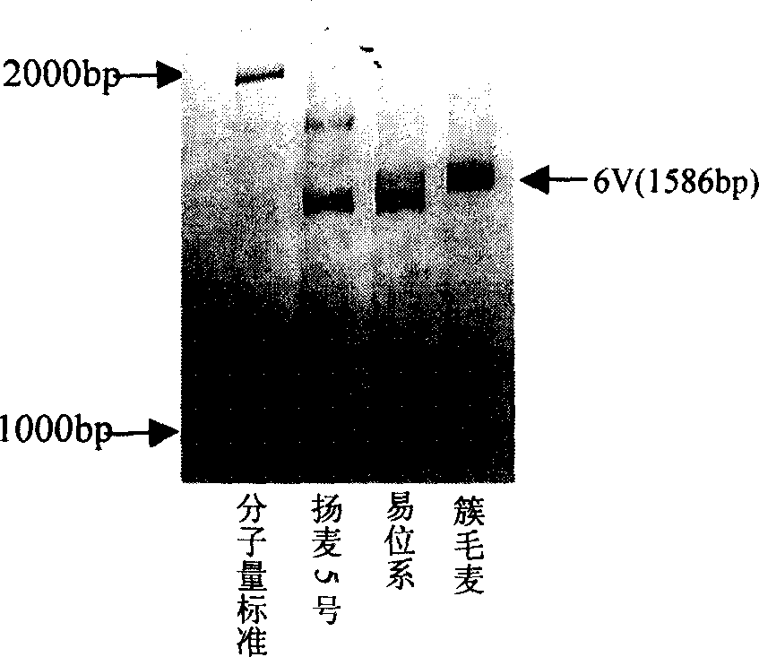 Wheat anti-powdery mildew gene Pm21 linked codorminant PCR marker and its usage