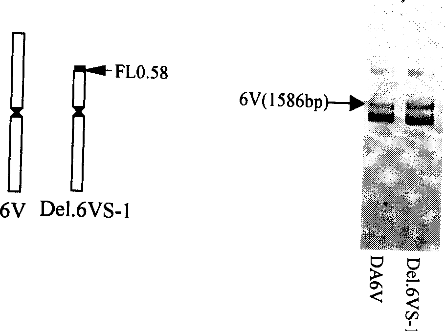 Wheat anti-powdery mildew gene Pm21 linked codorminant PCR marker and its usage