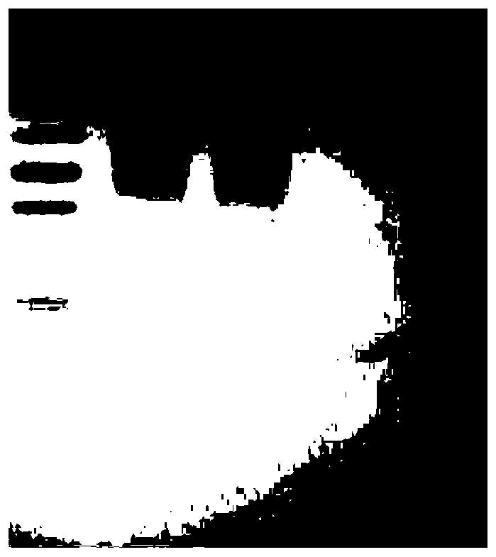 Method for detecting residual quantity of Pichia pastoris host protein in recombinant human lysozyme