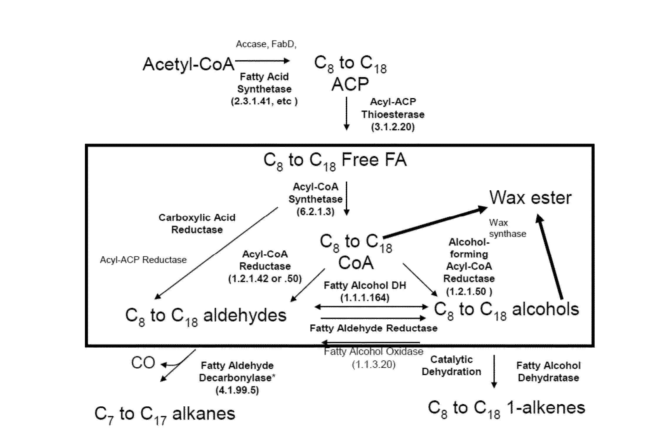 Acyl-acp wax ester synthases