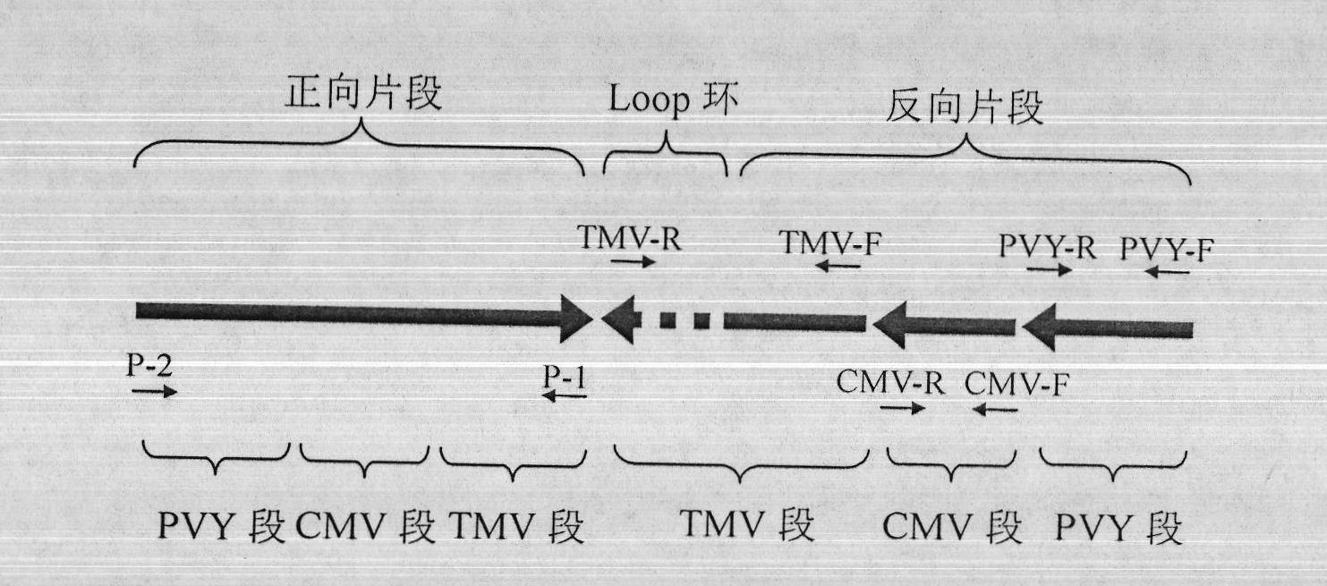 Tobacco virus-resisting RNAi carrier