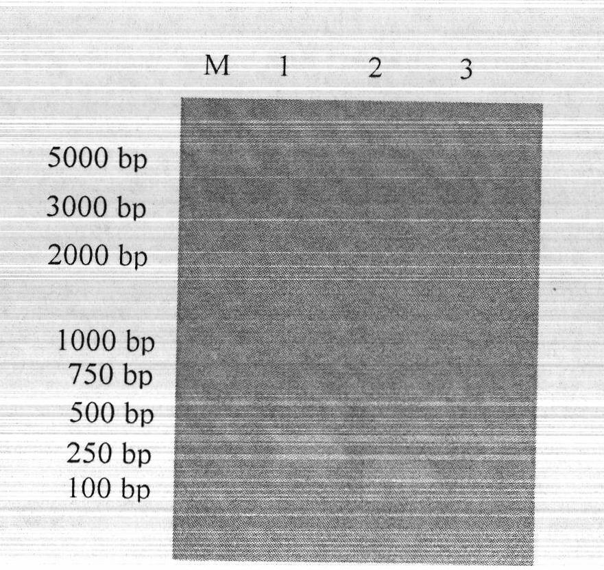 Tobacco virus-resisting RNAi carrier