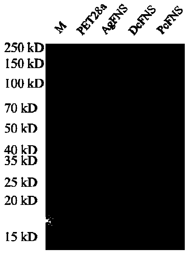 Flavone synthase and application thereof