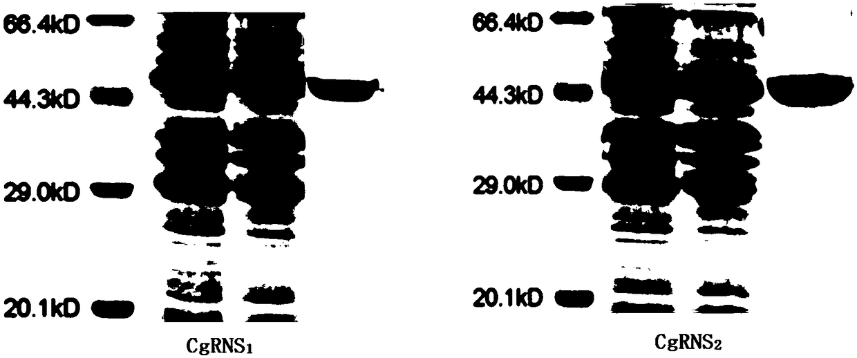 Method for in-vitro verification of self-incompatibility function of S-RNase in citrus and pomelo