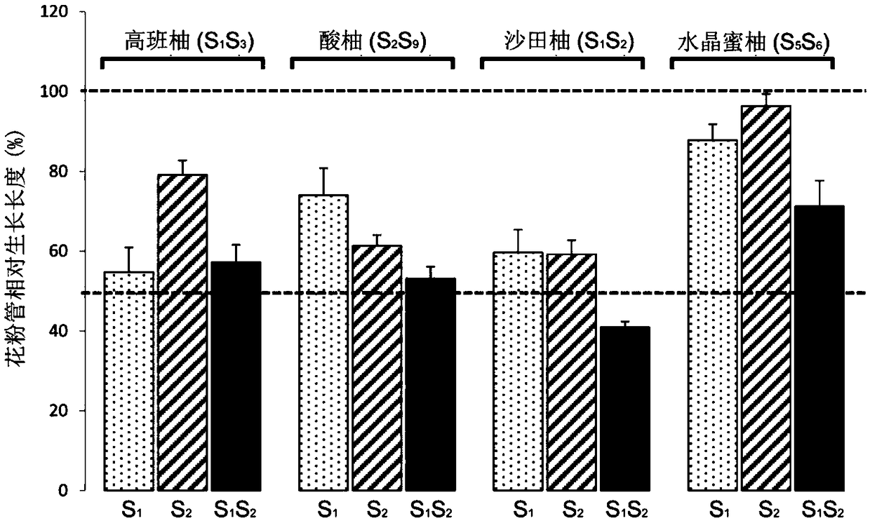 Method for in-vitro verification of self-incompatibility function of S-RNase in citrus and pomelo