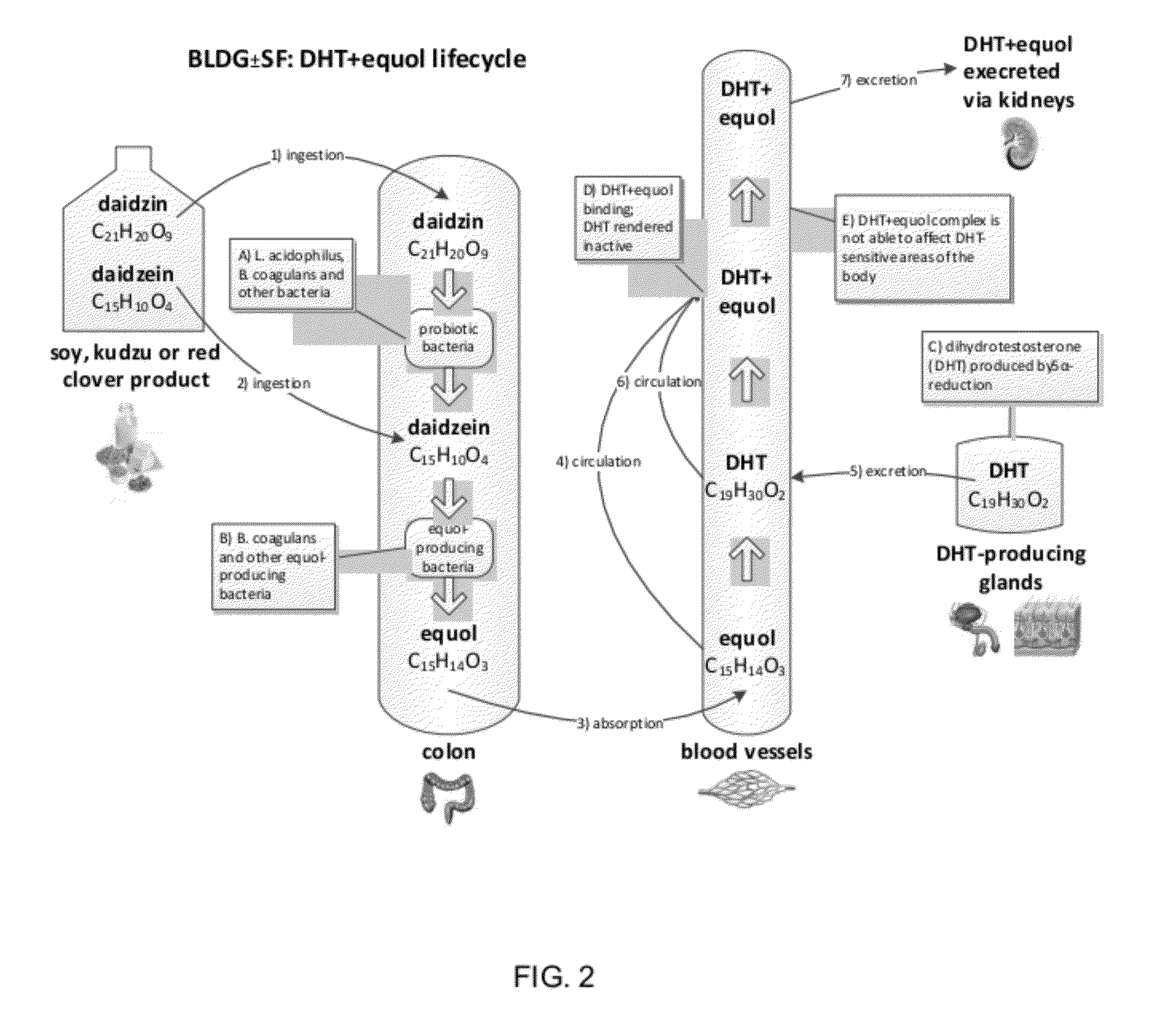 Composition and products for enabling the production of equol in vivo