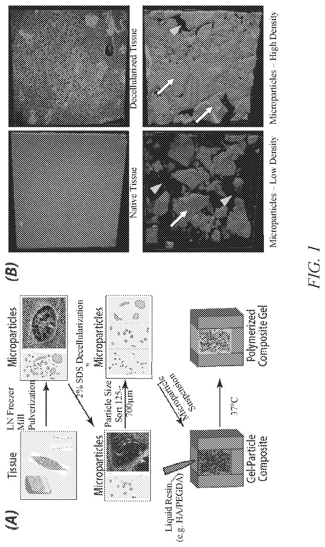 Methods and compositions for particulated and reconstituted tissues