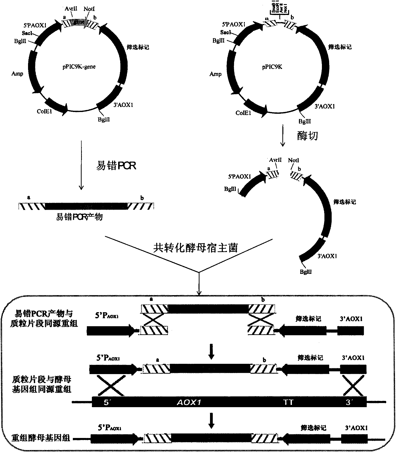 Method for establishing saccharomyces integrated gene mutation library based on in vivo homologous recombination